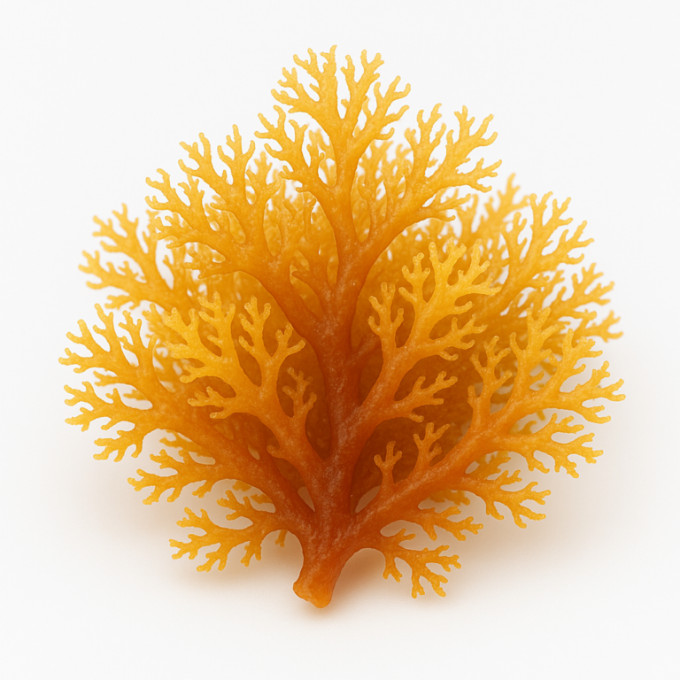 Sea Moss Benefits: Why Everyone’s Talking About This Superfood